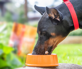 Poster - Doberman dog eating from the bowl