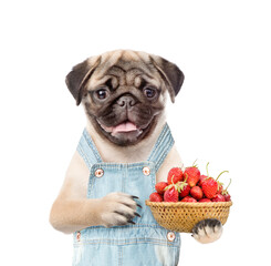 Poster - Pug puppy farmer overalls holds basket of strawberries. isolated on white background