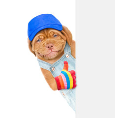 Poster - Smiling puppy farmer wearing blue cap and denim overalls shows thumbs up gesture and looks from behind white banner. isolated on white background
