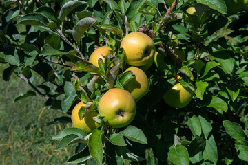 Wall Mural - yellow-creen apples on a branch