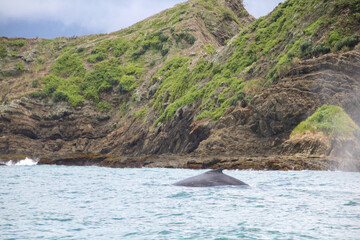 Humpback whales playing in the ocean in Costa Rica