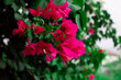 Beautiful dark pink bougainvillea background On a tree with bright green leaves in Thailand