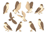 Fototapeta Pokój dzieciecy - Set of predatory bird cute adult falcon cartoon animal design birds of prey character flat vector illustration isolated on white background