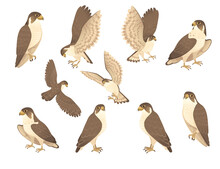 Set Of Predatory Bird Cute Adult Falcon Cartoon Animal Design Birds Of Prey Character Flat Vector Illustration Isolated On White Background