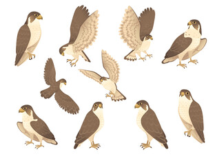 Set of predatory bird cute adult falcon cartoon animal design birds of prey character flat vector illustration isolated on white background