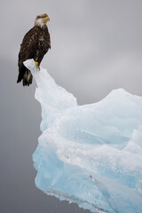 Wall Mural - bald eagle on iceberg, alaska