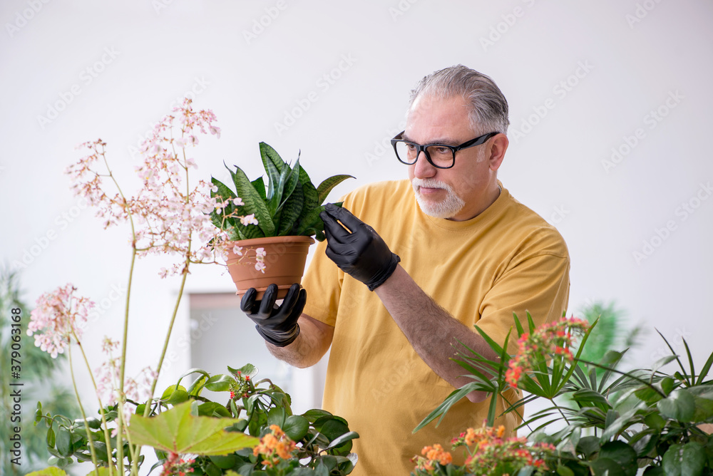 Old male gardener with plants indoors - obrazy, fototapety, plakaty 