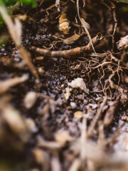 Wall Mural - Closeup of grass roots and soil