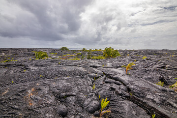 Poster - Amazing colors of black ground and green plants. Hawaii.