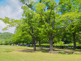 Fototapeta Na ścianę - とてもきれいな岐阜の公園の青空と木々・芝生