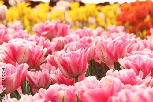 花畑 アドビストックのデザイン かべいろ Com おしゃれ壁紙リフォーム貼り替え インクジェット壁紙のかべいろ Com