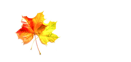 colorful autumn maple leaves on white background