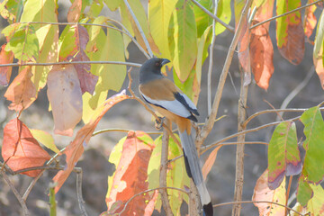 Tiger Bird