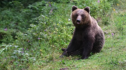 Wall Mural - large brown bear in a wild forest