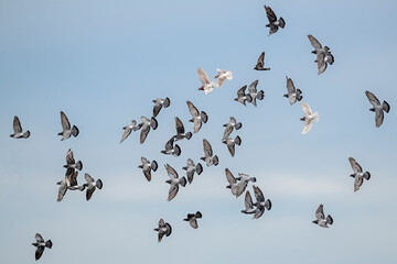 A flock of ferel pigeons (Rock Pigeons) take flight - Ontario