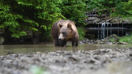 large brown bear swims in a wild forest river