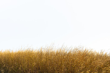 tall yellow wild grass against an isolated white sky / background.
