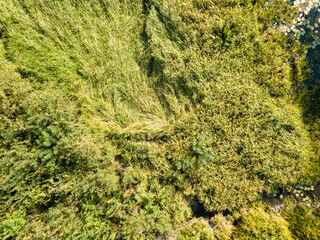 Aerial drone view. Tall green grass by the lake.