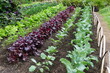 © Khairil - A row of vegetable garden under the sun