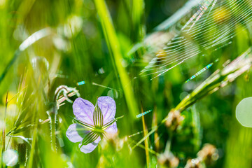 wildflowers with grass closeup outdoor