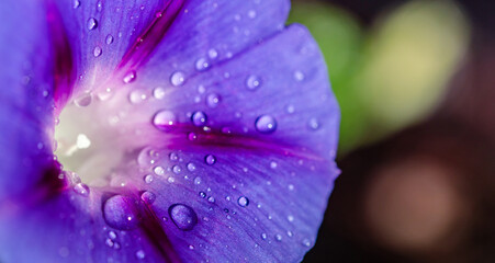 garden bindweed flower