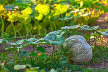 Pumpkin in green grass on sunlight