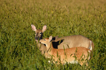 Wall Mural - White Tailed Deer and Fawn