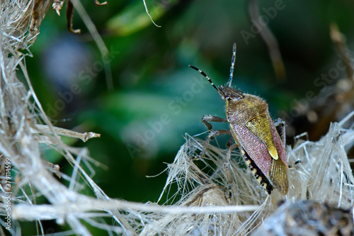 Fotomural Sloe bug / Beerenwanze (Dolycoris baccarum)