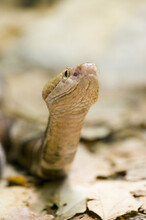 Selective Focus Shot Of Timber Rattlesnake