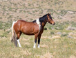  wild horse in the field wild pinto paint horse