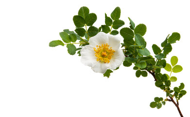 Wall Mural - white climbing rose isolated