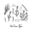 © Kseniia - Hand drawn thyme branches, bunch and dried spices. Vector illustration isolated on white. Botanical herbal plant in vintage sketch style. Thymus vulgaris.