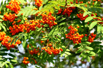 Wall Mural - Red berries