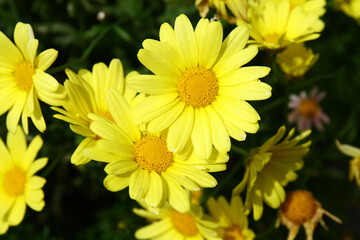 Wall Mural - Daisy flowers