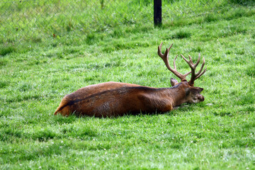 Wall Mural - Red deer