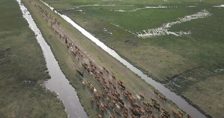 Wall Mural - Aerial view of cattle run by gauchos and dogs, many cows are piled up along a road with streams to the side, arriving at the farm.