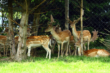 Wall Mural - Fallow deer