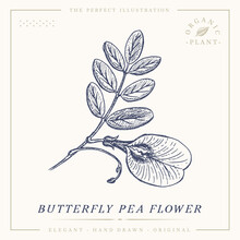 Butterfly Pea Flower Botanical Vintage Retro Illustration