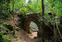 Antiguo Puente De Piedra  Perdido En El Bosque