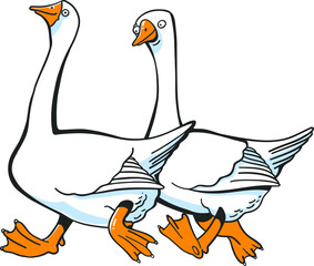 Cartoon white geese walks on white background. Isolated.