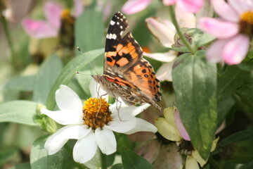 Canvas Print - Painted Lady butterfly on a white flower 2020 I