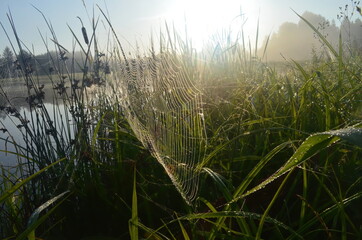 Wall Mural - Dew covered spiderweb in meadow early summer morning.Dew drops and Cobweb in the grass in the early morning sunrise