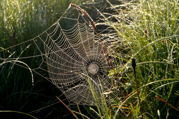 Wall Mural - Dew covered spiderweb in meadow early summer morning.Dew drops and Cobweb in the grass in the early morning sunrise