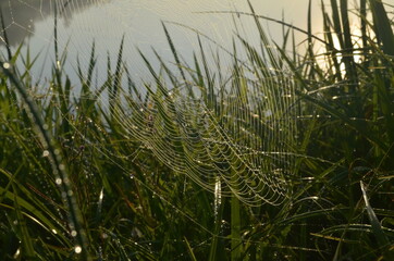 Wall Mural - Dew covered spiderweb in meadow early summer morning.Dew drops and Cobweb in the grass in the early morning sunrise