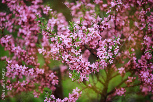 Fotografía Blooming branches of almonds in spring in the garden