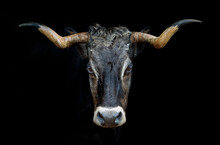 Portrait Of A Tudanca Cow