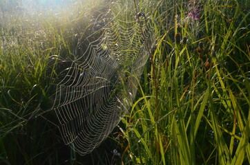 Wall Mural - Dew covered spiderweb in meadow early summer morning.Dew drops and Cobweb in the grass in the early morning sunrise