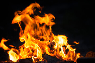 Natural bonfire in outdoor. Night black background with orange flame of campfire. Wonderful flame close-up. Selective focus.