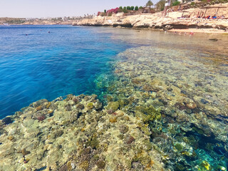 Wall Mural - The people snorkeling in blue waters above coral reef on red sea in Sharm El Sheikh, Egypt. People and lifestyle concept