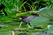Common Moorhen Walking On Lotus Leafs With Lotus Flowers In Composition